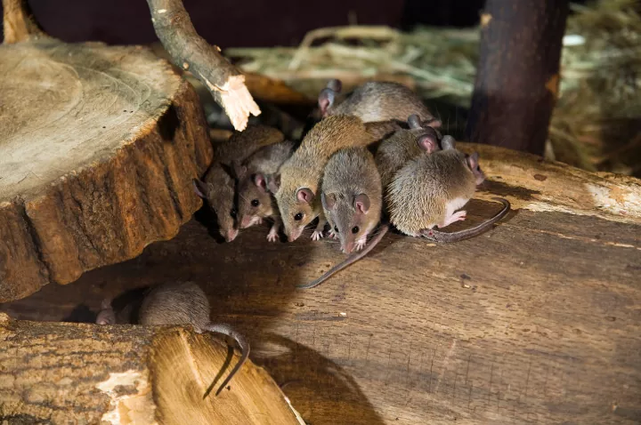 how to get rid of mice and keep them away for good, several mice on wood surface