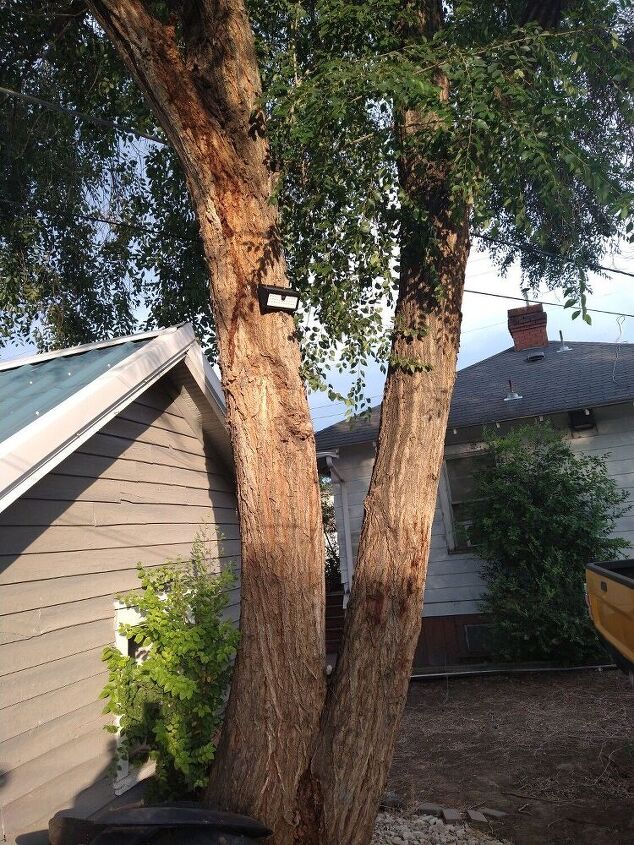 how do i get rid of weed trees