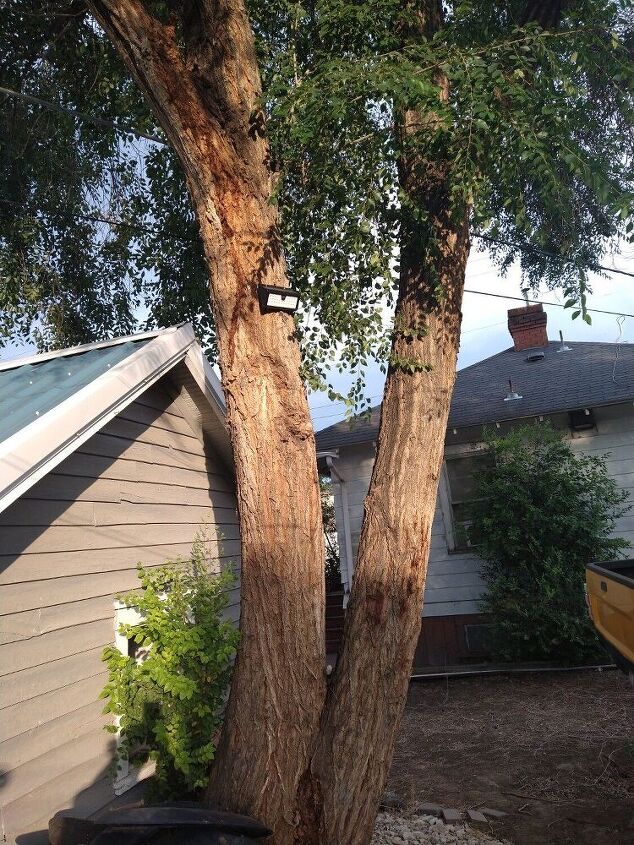 q hhow do i get rid of weed trees