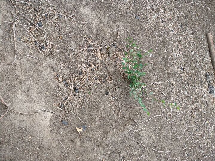 q hhow do i get rid of weed trees