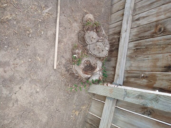 q hhow do i get rid of weed trees