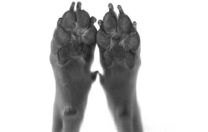 paw print picture