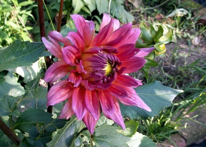 q how do i identify this dahlia