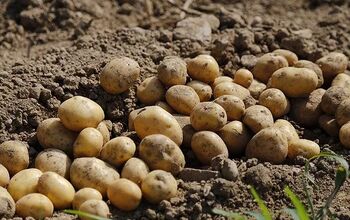 Cómo cosechar las patatas de los arriates y contenedores del jardín