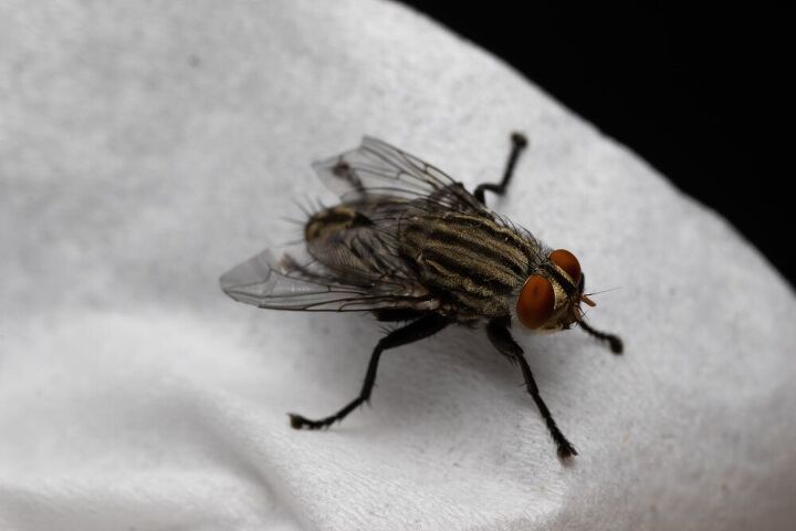 how to get rid of house flies and keep them far away, close up shot of house fly