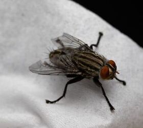 Cómo eliminar las moscas domésticas (y mantenerlas alejadas)