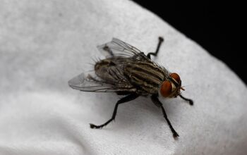  Como se livrar das moscas domésticas (e mantê-las longe)