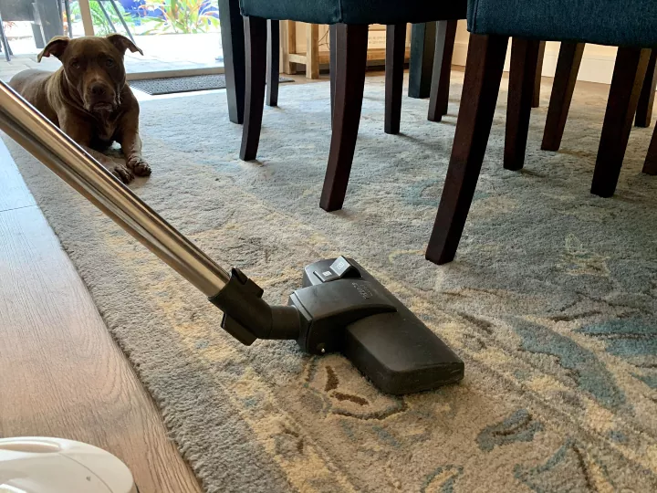 how to quickly clean your house from top to bottom, Vacuum running over carpet with dog in background