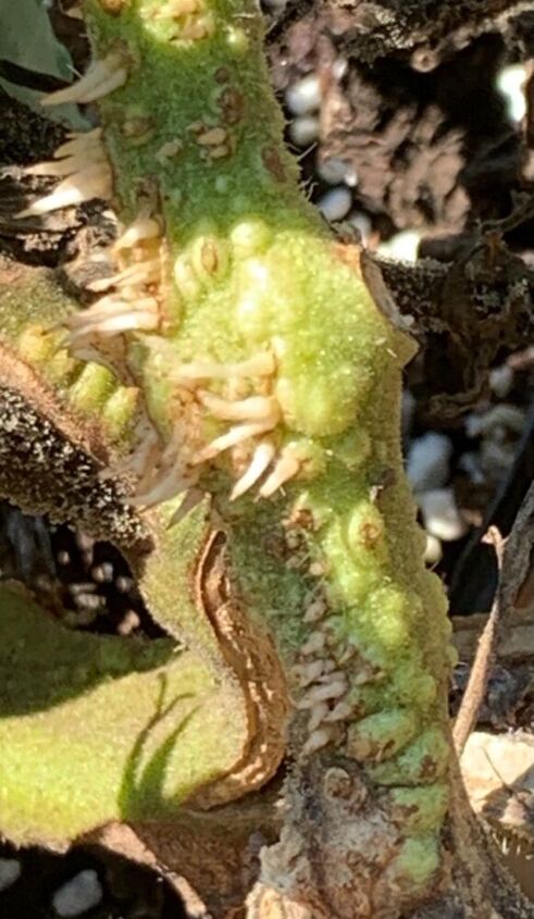 q is this a bug on my tomato plant