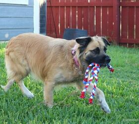 Practical Ways To Help Your Pet Shelter (+ DIY Tug Toy Tutorial)