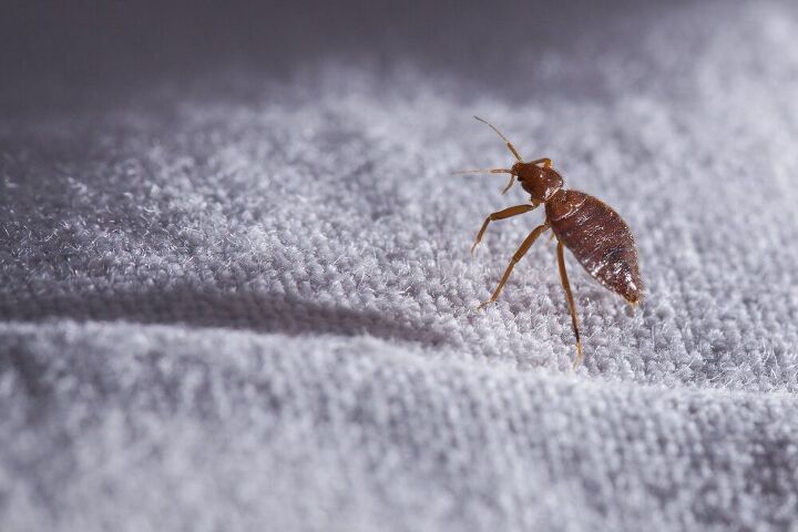 how to get rid of bed bugs, how to get rid of bed bugs