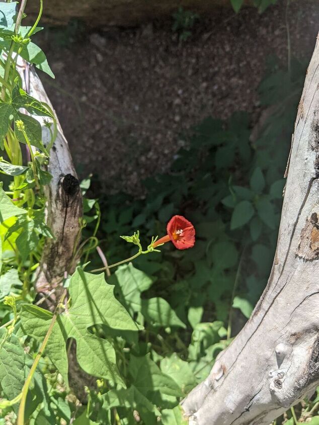 e it s a scarlet creeper my mystery vine