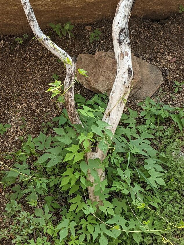 e it s a scarlet creeper my mystery vine