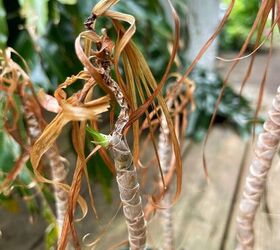 You really should see this before you give up on your brown, dried up plants