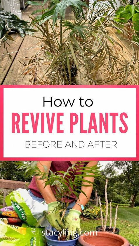 how to revive plants in 9 easy steps