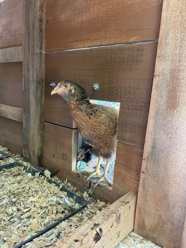 as nossas caixas ninho para galinhas