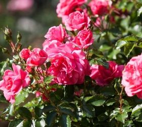 31 Secrets on How to Grow Roses in 2021