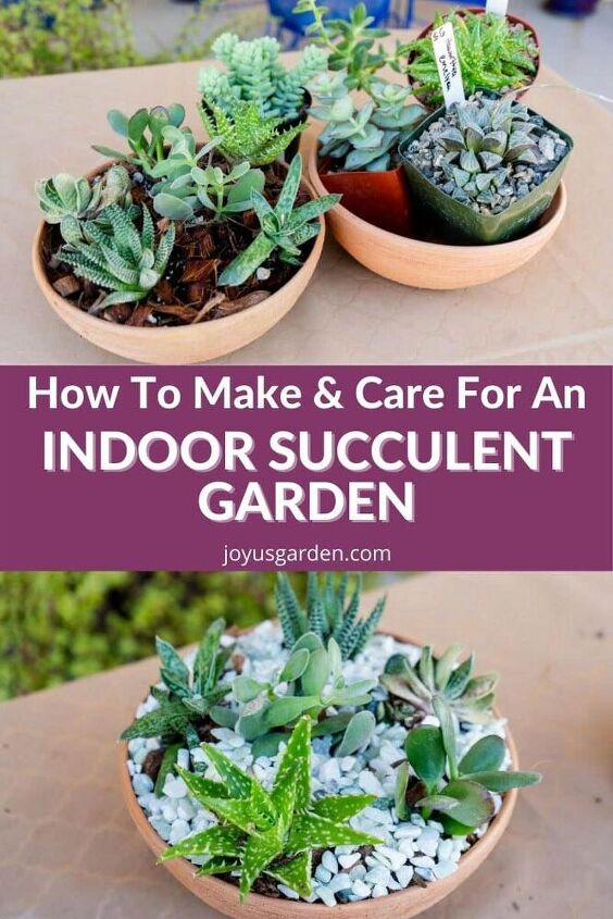 how to make an indoor succulent garden