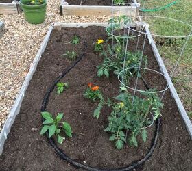 don t toss out your food quite yethere s how to make compost, Garden bed with plants and tomato cages