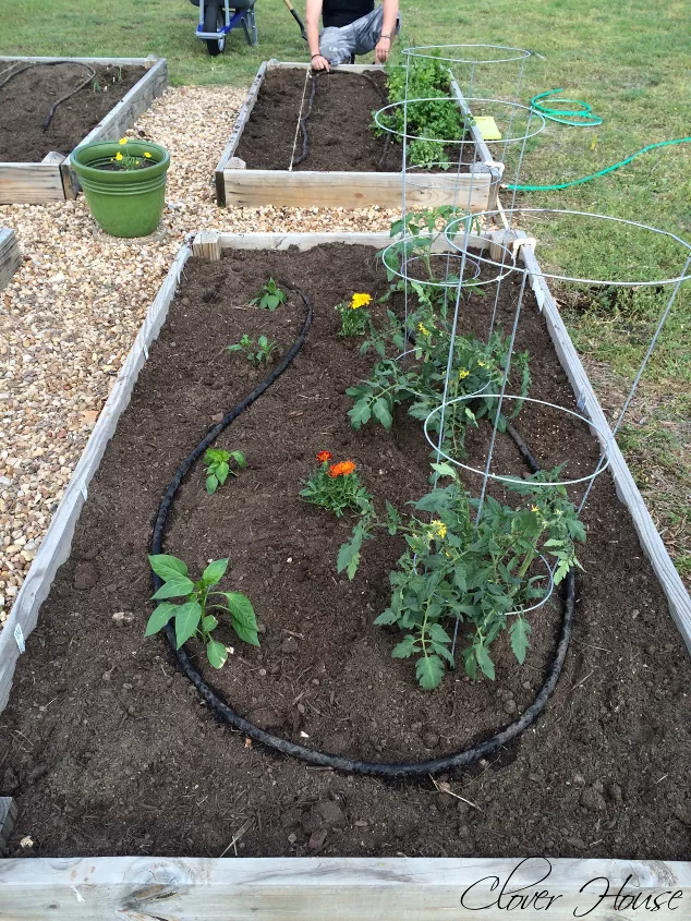 don t toss out your food quite yethere s how to make compost, Garden bed with plants and tomato cages