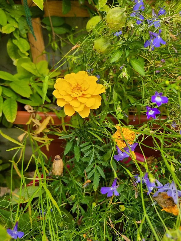 how to grow beautiful marigolds for a splash of color, How to care for marigolds