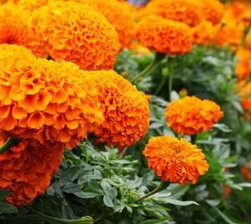 how to grow beautiful marigolds for a splash of color, African marigolds