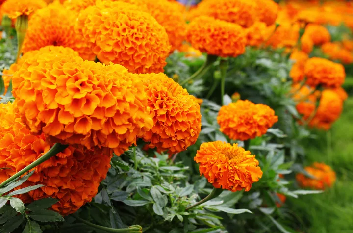 how to grow beautiful marigolds for a splash of color, African marigolds
