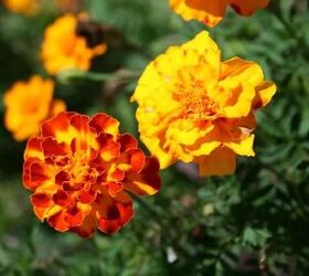 How to Grow Beautiful Marigolds for a Splash of  Color