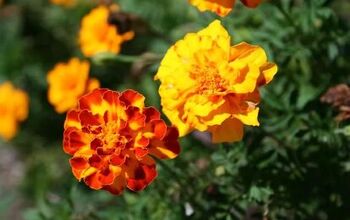 How to Grow Beautiful Marigolds for a Splash of  Color
