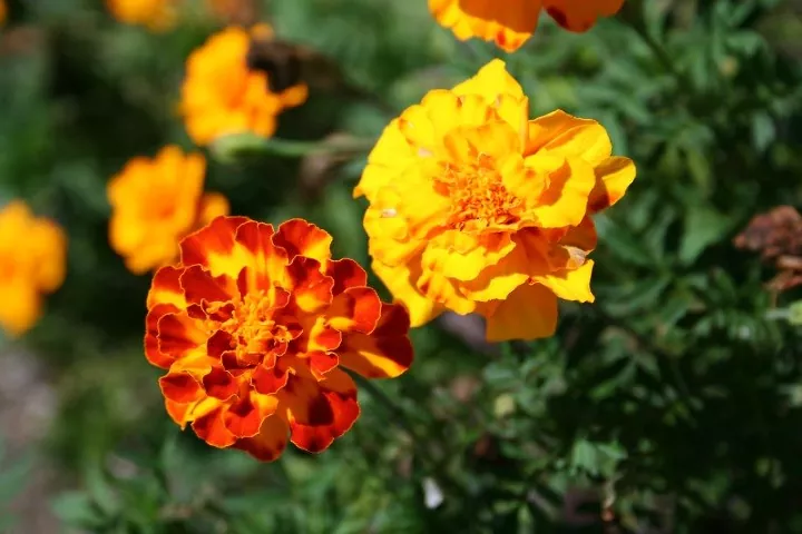 how to grow beautiful marigolds for a splash of color, How to grow marigolds