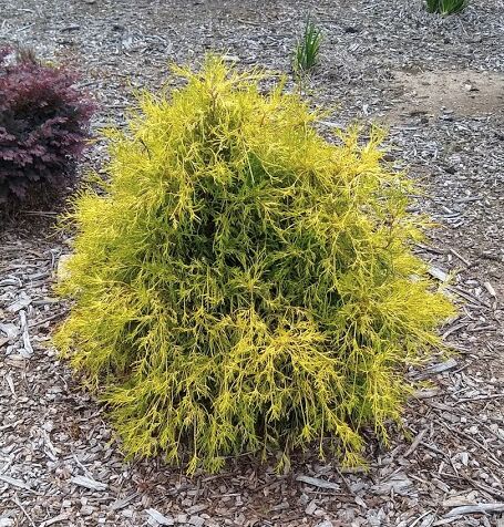 q what is the name of this shrub