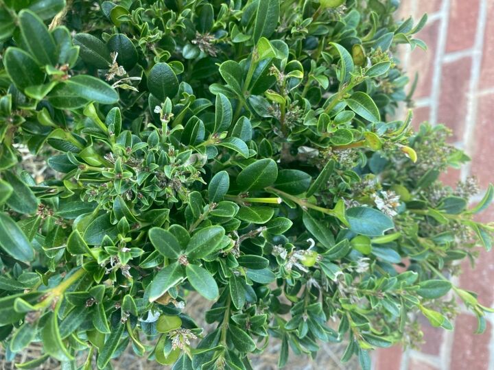 q how do i save my boxwoods
