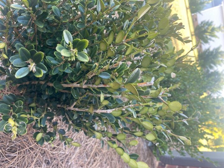 q how do i save my boxwoods