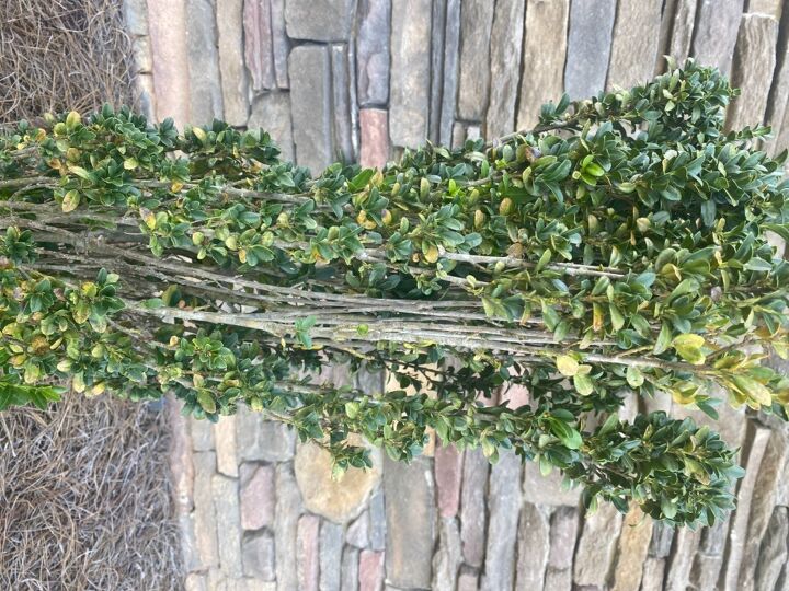 q how do i save my boxwoods