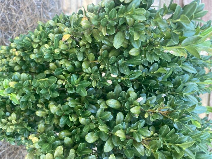 q how do i save my boxwoods