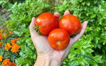  Congele os tomates para aproveitar a colheita durante todo o ano