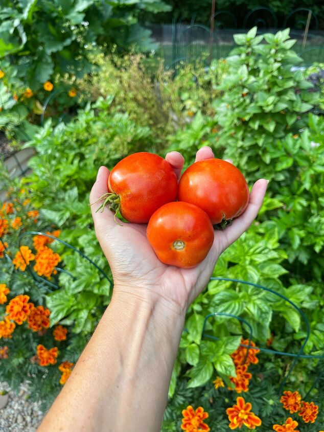 congelar tomates para disfrutar de la cosecha durante todo el ao