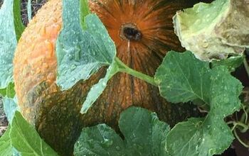  Crie o jardim da fada madrinha do próximo mês de outubro... hoje!