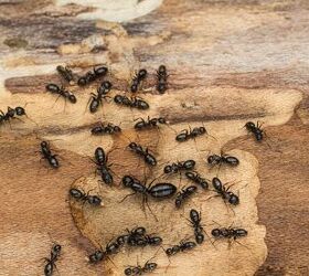 How to Get Rid of Carpenter Ants Before They Do Damage