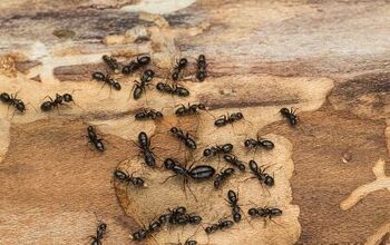  Como se livrar de formigas de carpinteiro antes que elas causem qualquer dano