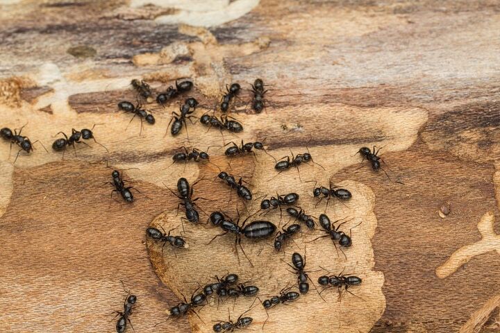 como deshacerse de las hormigas carpinteras antes de que hagan dano, c mo deshacerse de las hormigas carpinteras