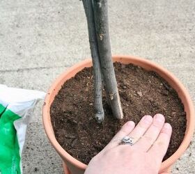 Plant a few dead tree branches for the easiest, zero-care houseplant you'll ever own