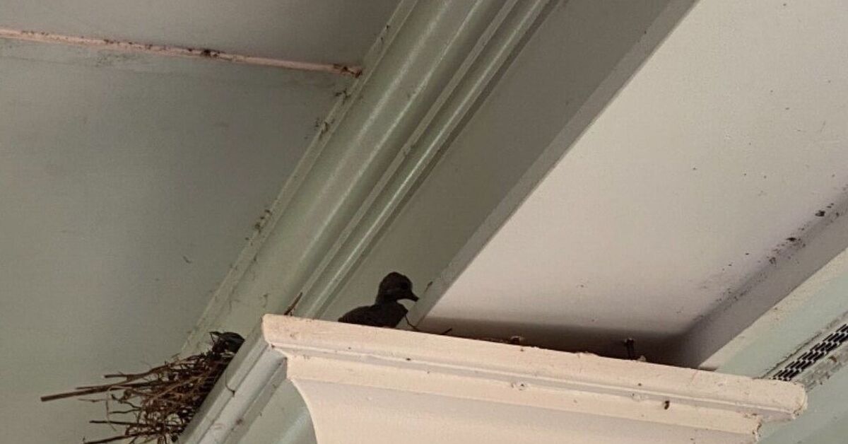 How to Effectively Keep Birds From Building Nests on Your Porch Hometalk