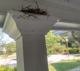This 15-minute fix will keep your porch and patio bird nest-free