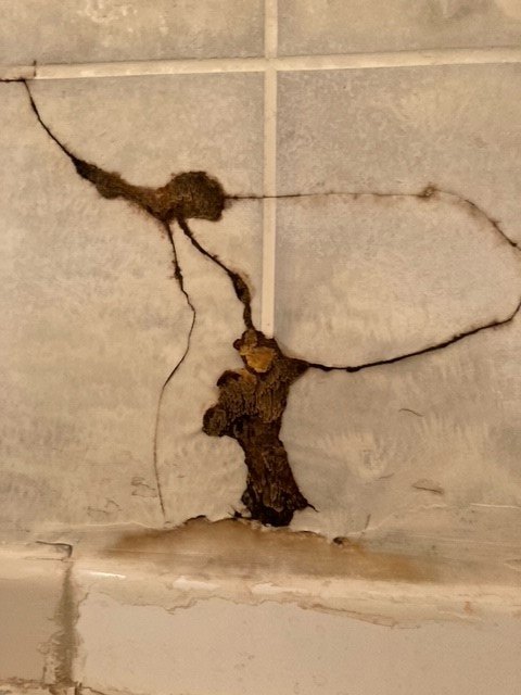 q what is this fungus growing in my shower