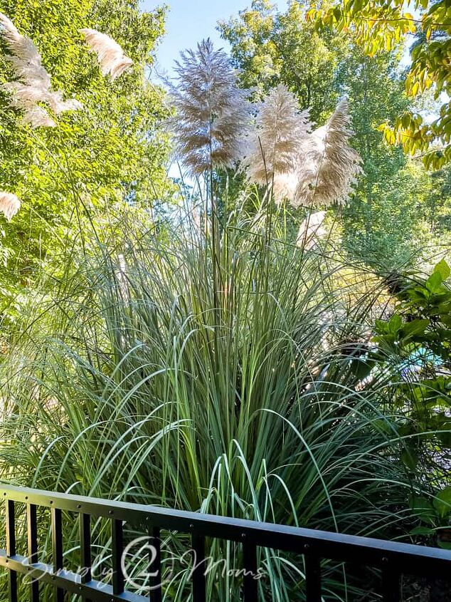 how to dry pampas grass in 3 easy steps