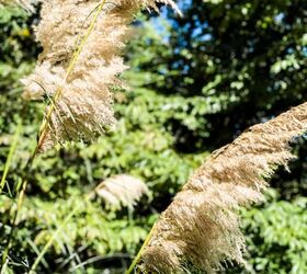Cómo secar la hierba de las pampas en 3 sencillos pasos | Hometalk