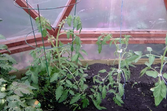 how to prune tomato plants, how to support tomatoes with a tomato cage