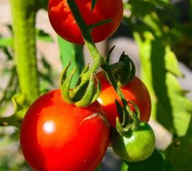 How to Prune Tomatoes for Your Biggest Harvest Ever | Hometalk