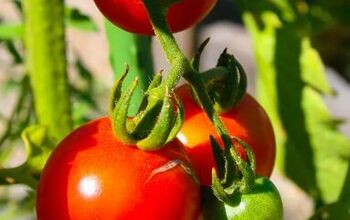 How to Prune Tomato Plants for Your Biggest Harvest Ever